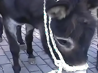 Spoil makes thrall au tits bird on her